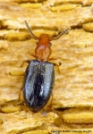 Salpingidae - narrow-waisted bark beetles