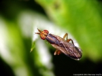 Sciomyzidae - marsh flies