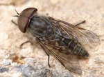 Tabanidae - horse flies