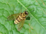 Rhagionidae - snipe flies