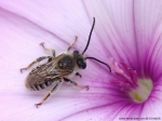 Halictidae - Sweat Bees