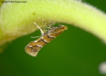 Gracillariidae - Leaf blotch miner moth