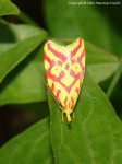 Amphisbatidae - plochuškovití